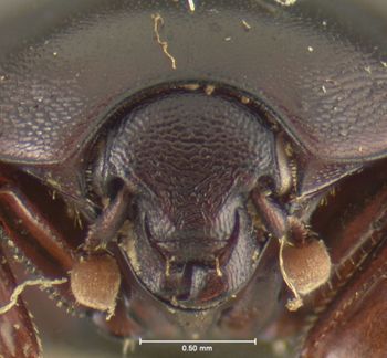 Media type: image;   Entomology 24140 Aspect: head frontal view